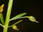 Earth loosestrife